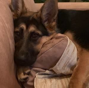 Meet your Posher, Shannon